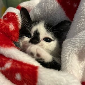 Meet your Posher, Ginny is bae